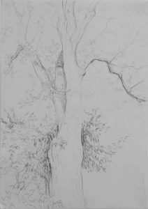 Baum I, 59 x 84 cm, 2010, Bleistift auf Papier