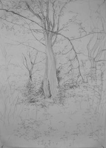 Baum IV, 59 x 84 cm, 2010, Bleistift auf Papier