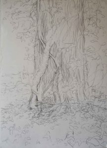 Baum VIII, 59 x 84 cm, 2010, Bleistift auf Papier