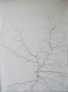 Baum, 30 x 40 cm, 2009, Bleistift auf Papier