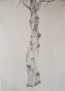 Baum I, 30 x 40 cm, 2009, Bleistift auf Papier