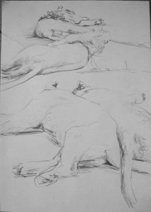 Löwen I, 30 x 40 cm, 2011, Bleistift auf Papier
